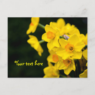 Cartão postal de Narcisos