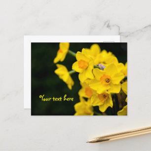 Cartão postal de Narcisos