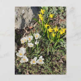 Cartão postal de Narcisos & Crocós