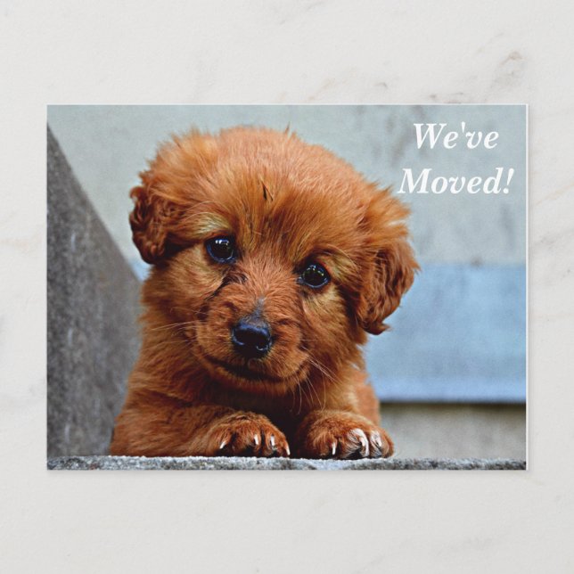 Cartão postal de novo endereço Maltese Mudamos (Frente)