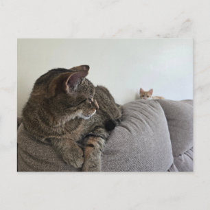 Cartão postal de novo gatinho