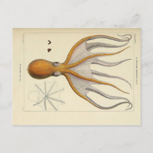 Cartão postal de Octopus Vintage
