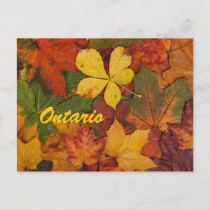 Cartão postal de Ontario Autumn