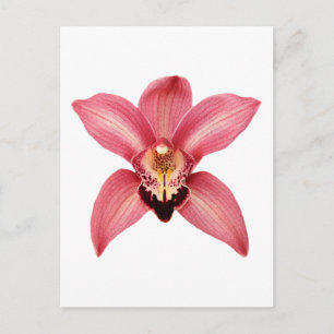Cartão Postal de Orquídea