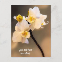 Cartão Postal de Orquídea Branca