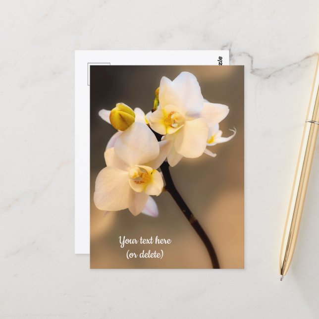 Cartão Postal de Orquídea Branca (Frente/Verso In Situ)