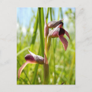 Cartão Postal de Orquídea Língua