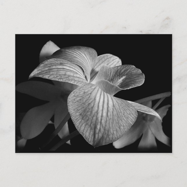 Cartão postal de orquídea preto e branco (Frente)