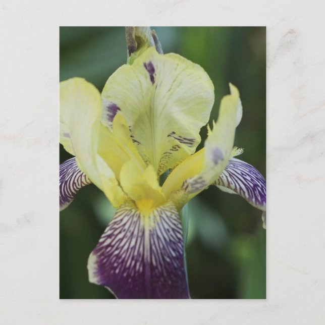 Cartão Postal de Orquídea Rara (Frente)