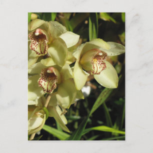 Cartão postal de orquídeas Cymbidium, personalizar