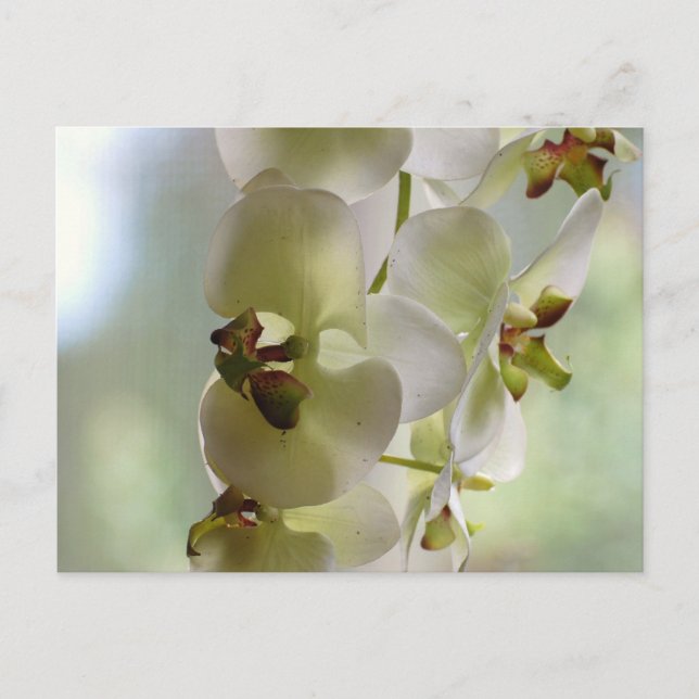 Cartão Postal de Orquídeas Penduradas (Frente)