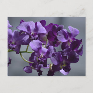 Cartão Postal de Orquídeas Roxas