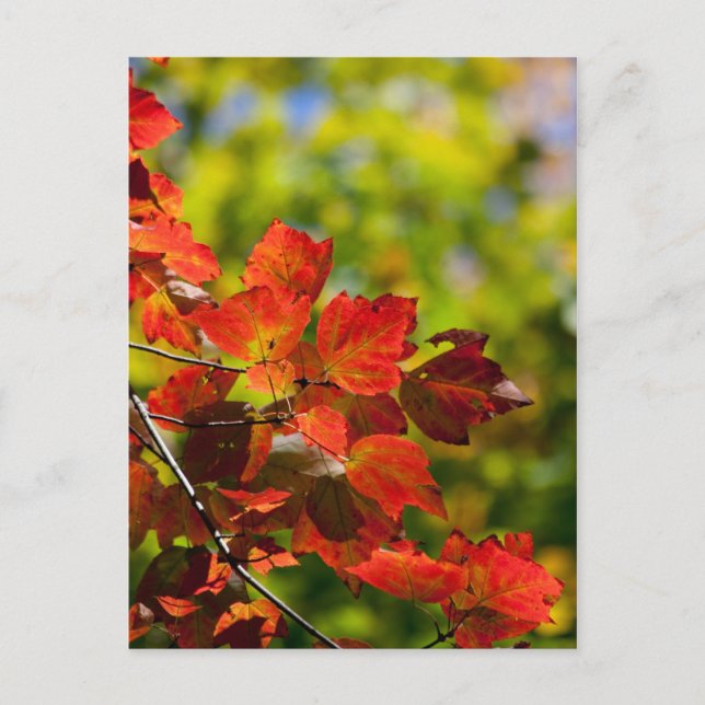 Cartão postal de outono (Frente)
