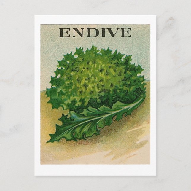 cartão postal de pacote de semente de endive vinta (Frente)