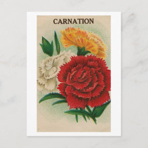 cartão postal de pacote de semente zinnia