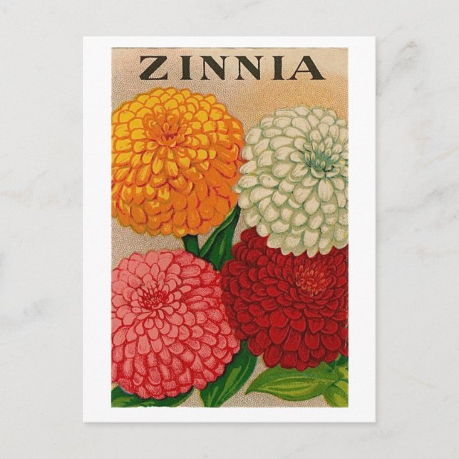 cartão postal de pacote de semente zinnia (Frente)