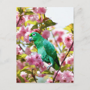 Cartão postal de papagaio em Cherry Blossoms