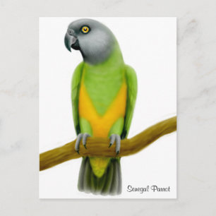 Cartão postal de papagaio Senegal