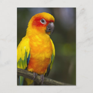 Cartão postal de papagaio Sun Conure