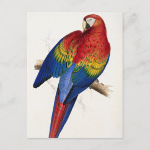 Cartão postal de papagaio tropical