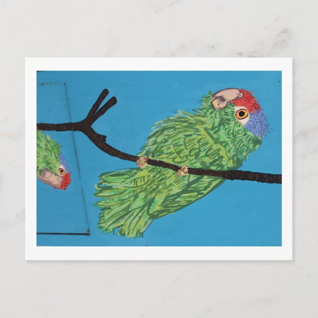 cartão postal de papagaio verde (Frente)