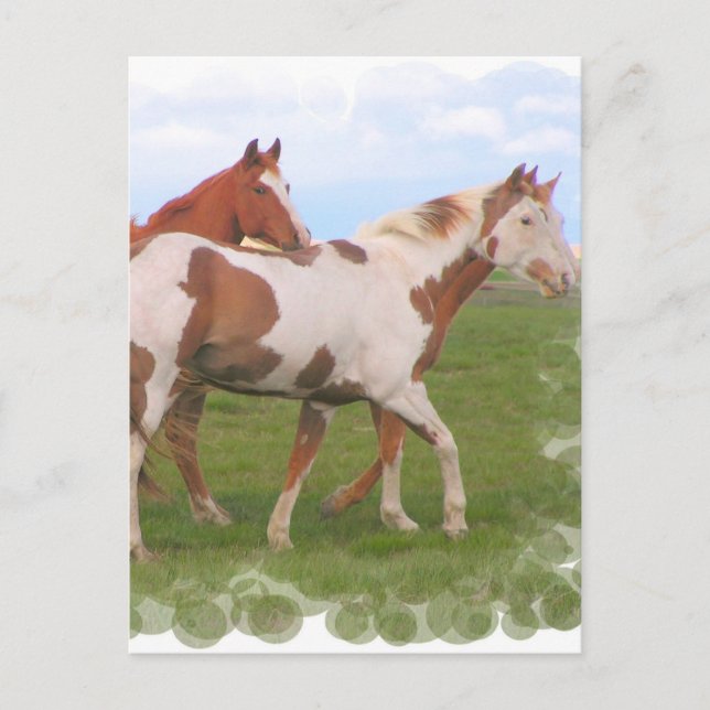Cartão postal de par de cavalos (Frente)