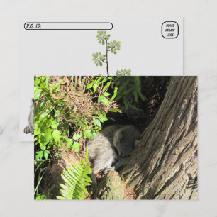 Cartão postal de passagem de guaxinim