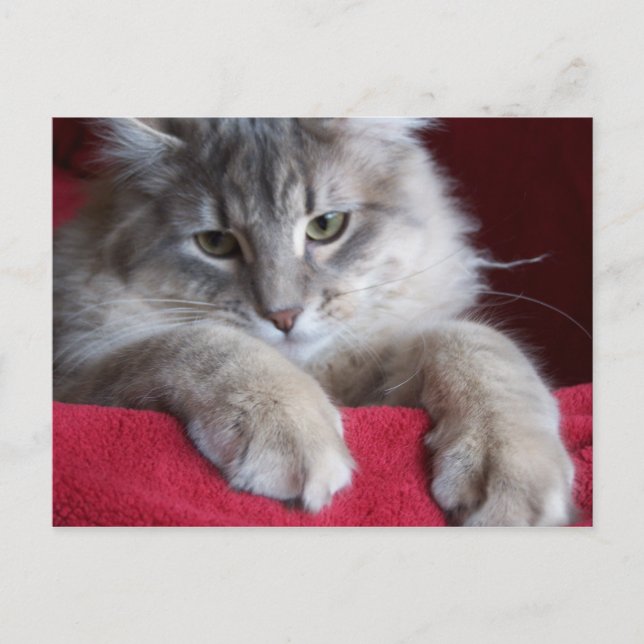 Cartão postal de passarela lindo 4 (Frente)