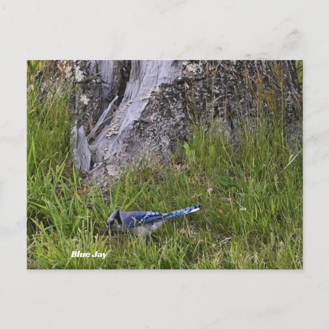 Cartão postal de pássaro azul (Frente)
