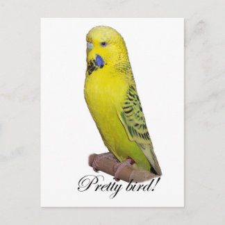 Cartão postal de pássaro bonito