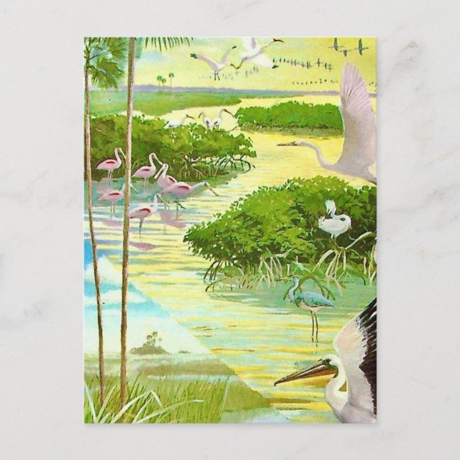 Cartão Postal de Pássaros dos Everglades (Frente)
