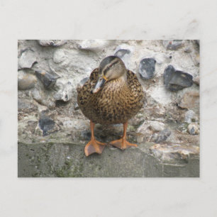 Cartão postal de pato na parede