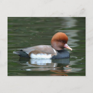 cartão postal de pato no rio