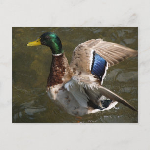 cartão postal de pato-real prestes a voar