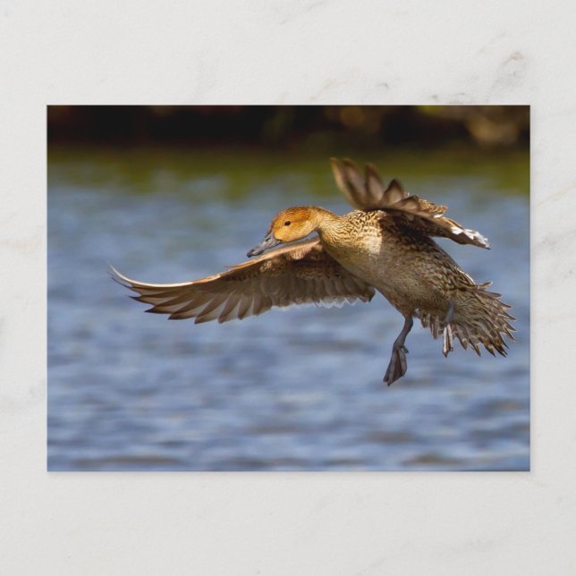 Cartão postal de pato voador (Frente)