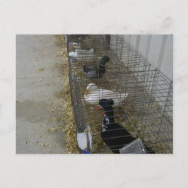 Cartão Postal de Patos