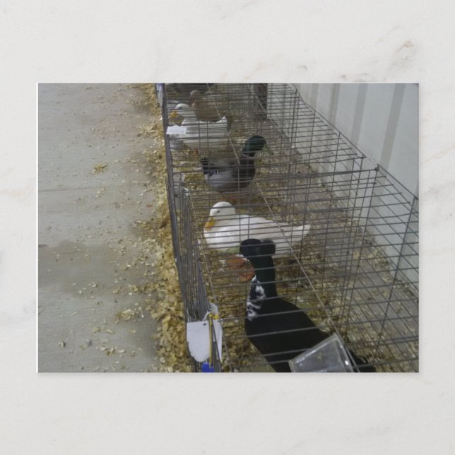 Cartão Postal de Patos (Frente)