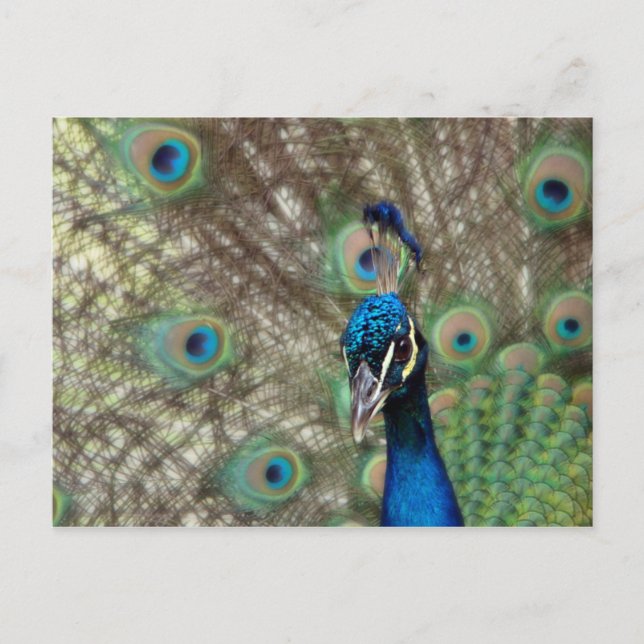 Cartão postal de pavão (Frente)