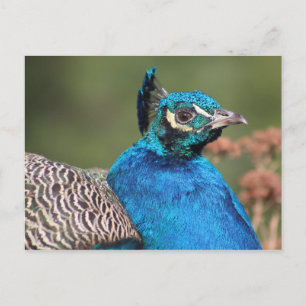 Cartão Postal de Pavão