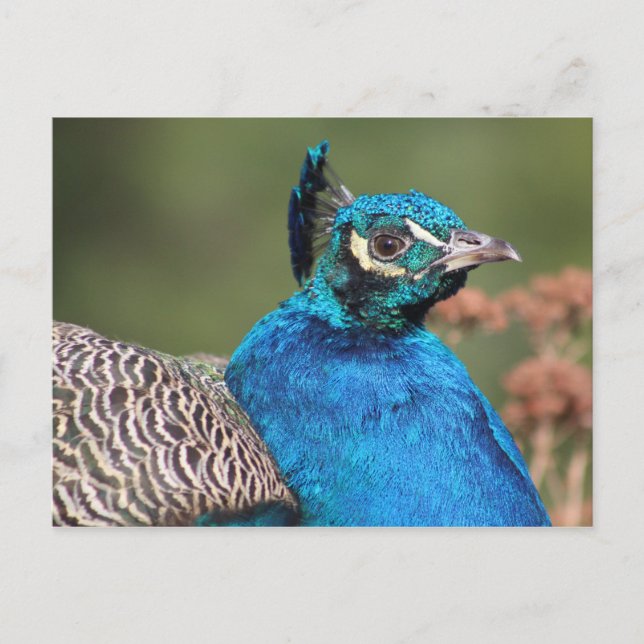 Cartão Postal de Pavão (Frente)