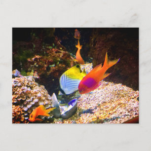 Cartão Postal de Peixe