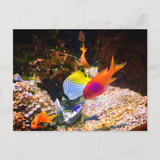Cartão Postal de Peixe