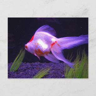 Cartão Postal de Peixe Dourado