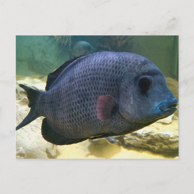 Cartão postal de peixe grande (Frente)