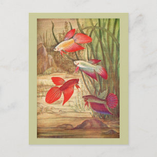 Cartão Postal de Peixes Tropicais Lindos