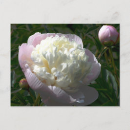 Cartão Postal de Peônias Rosa e Creme