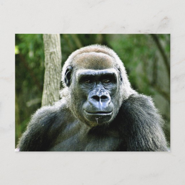 Cartão postal de perfil de Gorila (Frente)