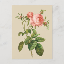 Cartão postal de pêssego Vintage rosa