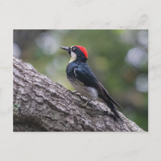 Cartão Postal de Pica-Pau de Jantar | Arte de Páss