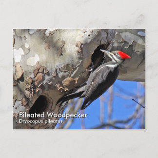 Cartão Postal de Pica-Pau-Grande